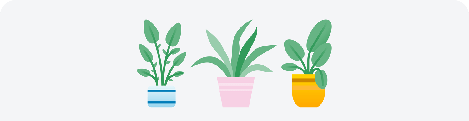 Three plants lined up in pots 