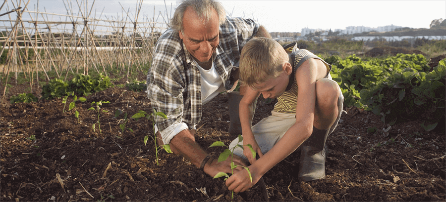Man tending an allotment with child